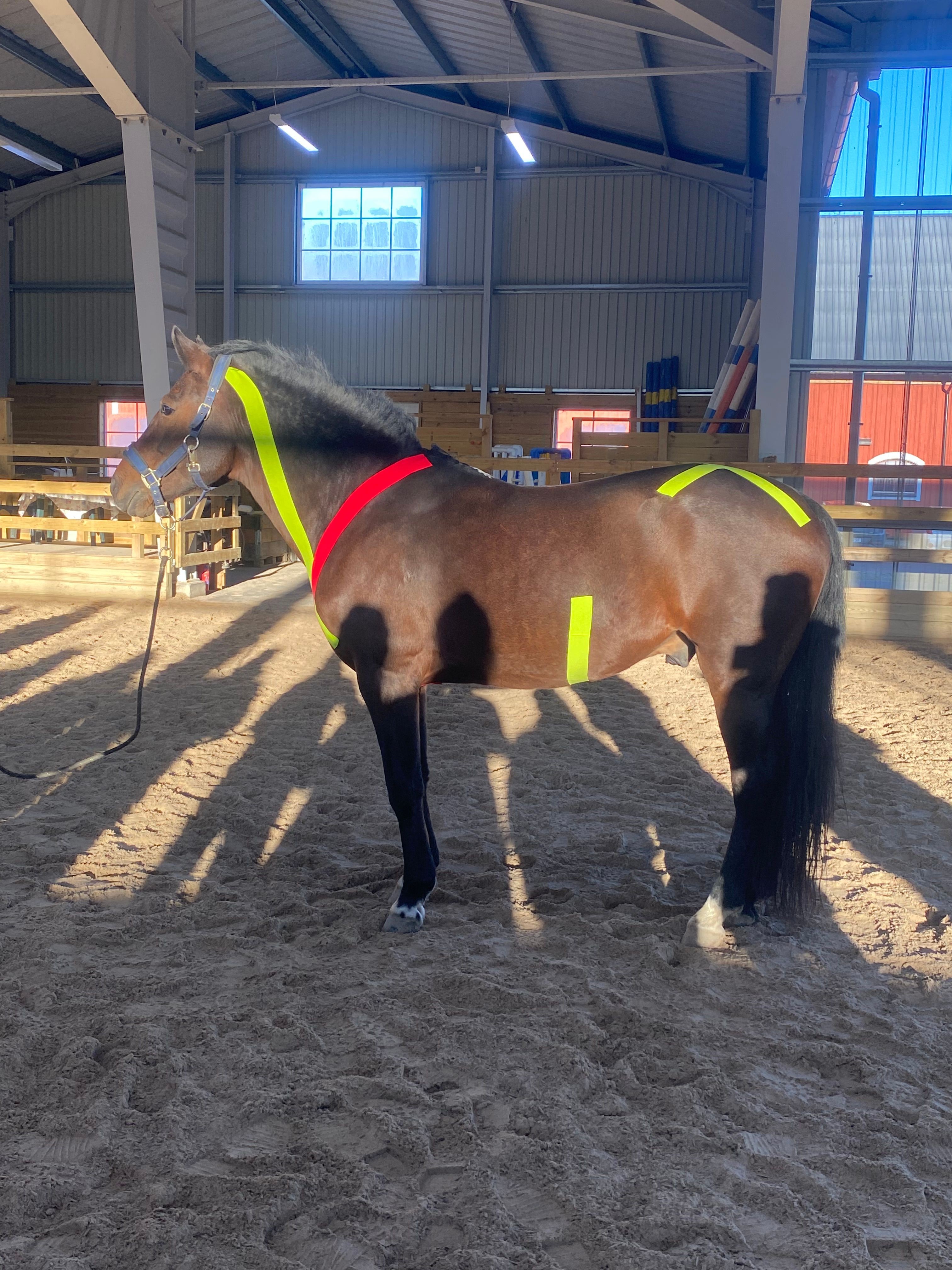 Equiterapeut med häst